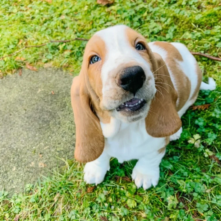 Belle-Female1