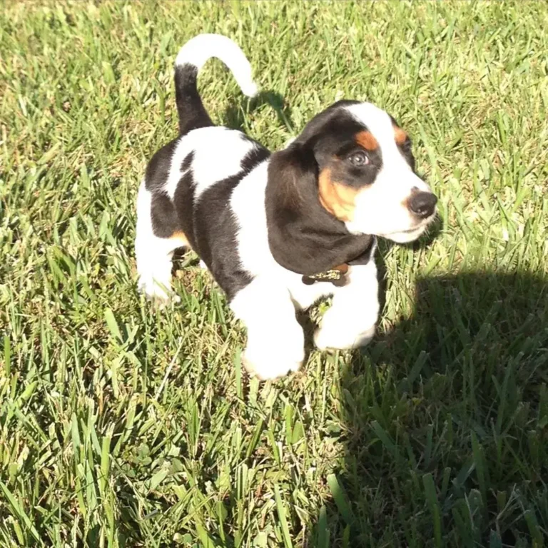 Loki-Male1