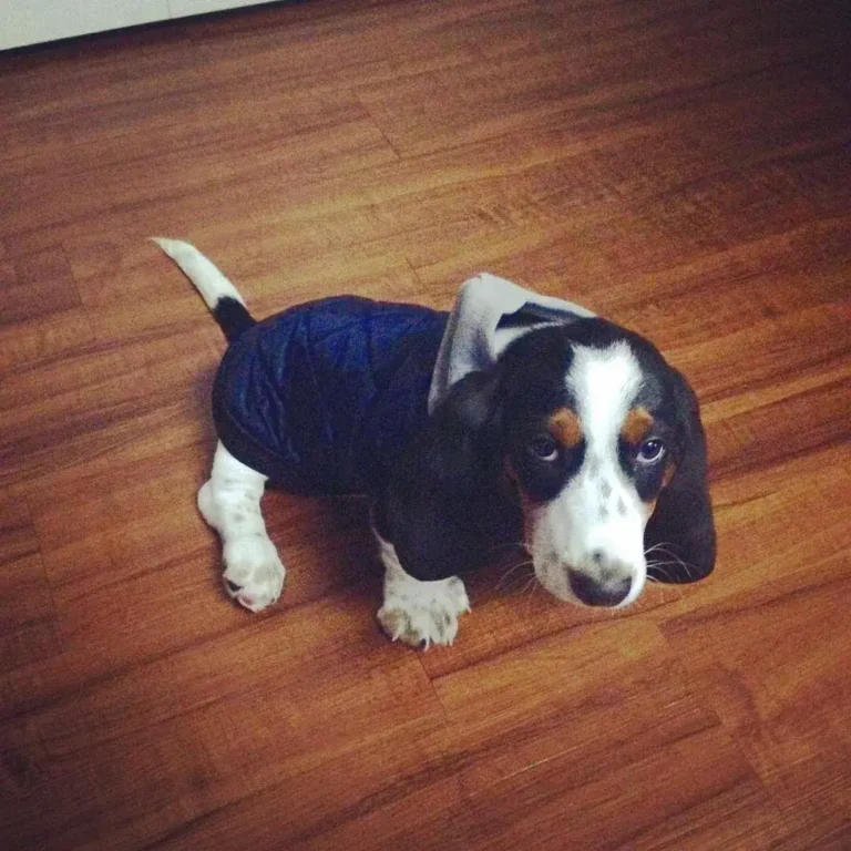 Loki-Male2
