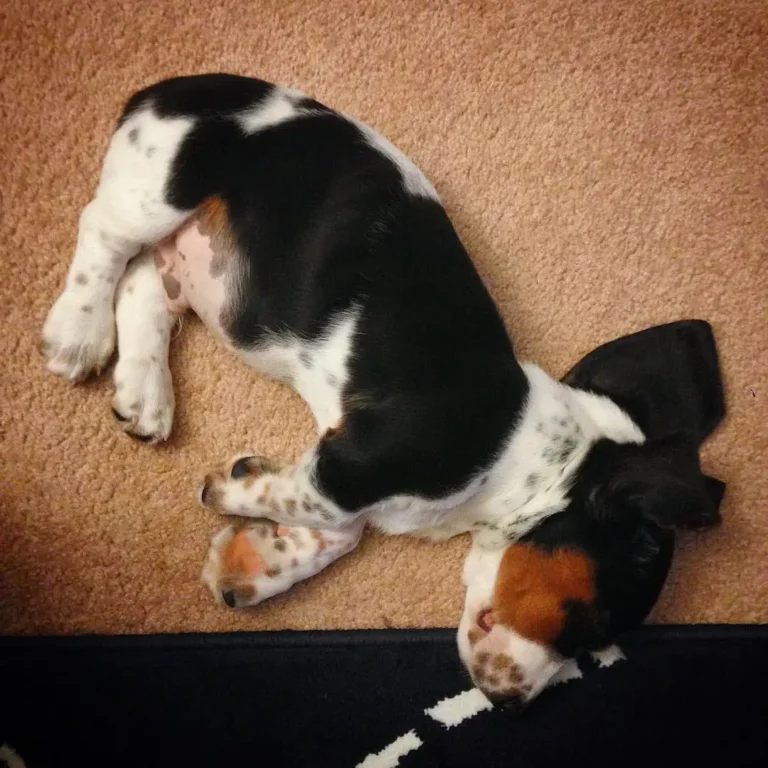 Loki-Male3