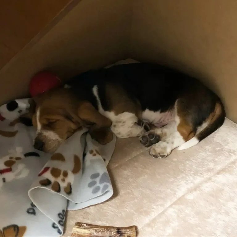 Louie-Male3
