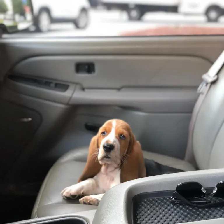 Louie-Male5