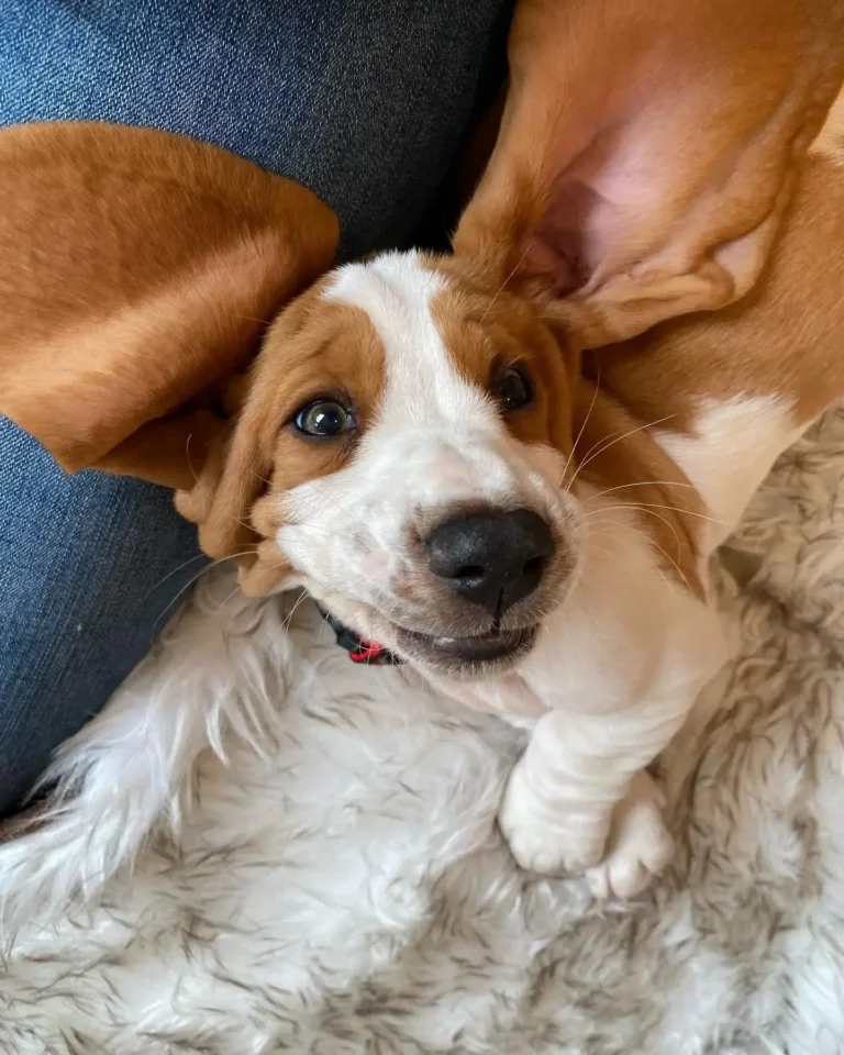 Moose-Male3