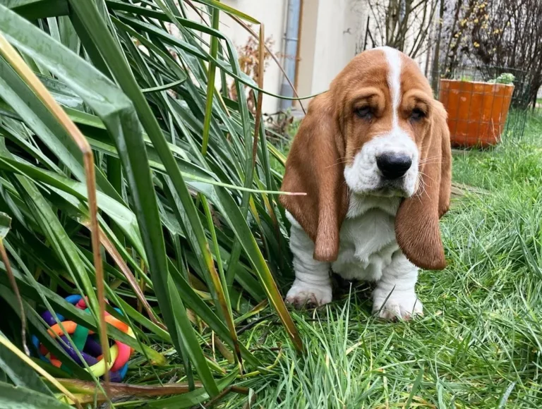 Romeo-Male6