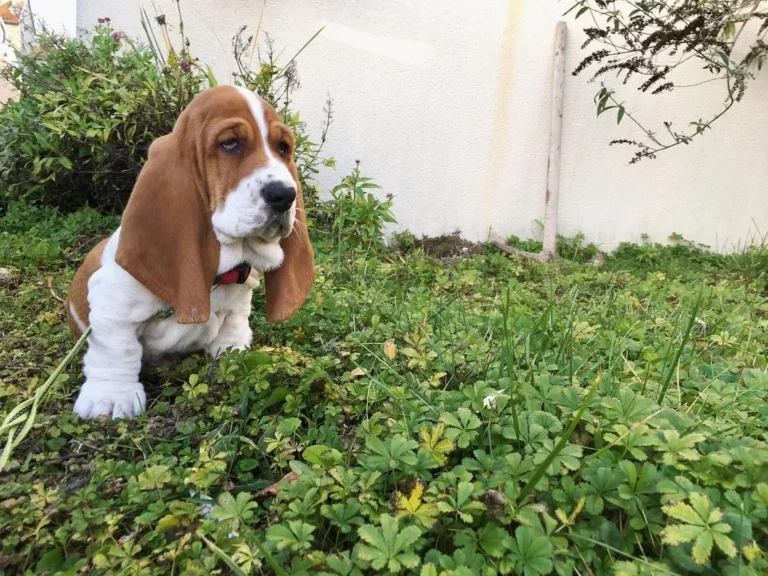 Romeo-Male7