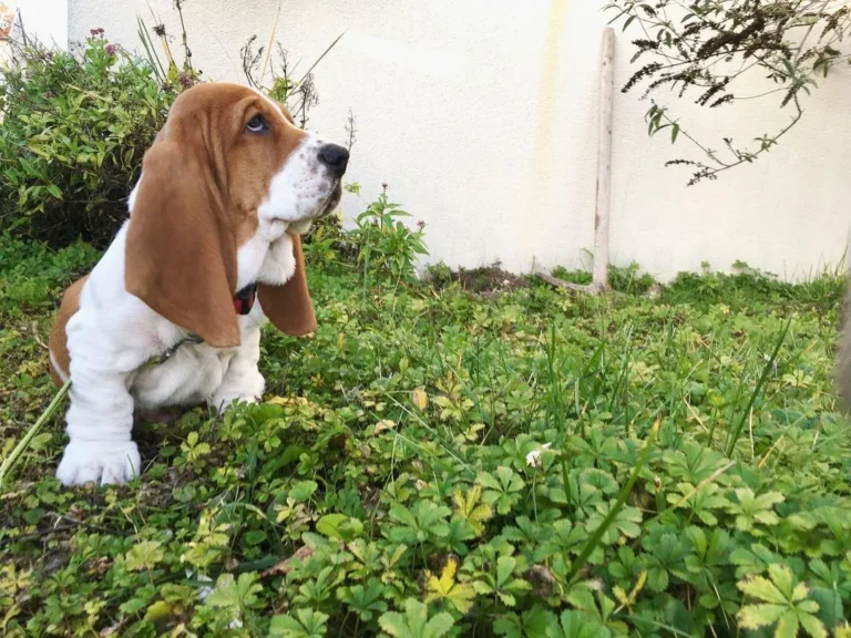 Romeo-Male8
