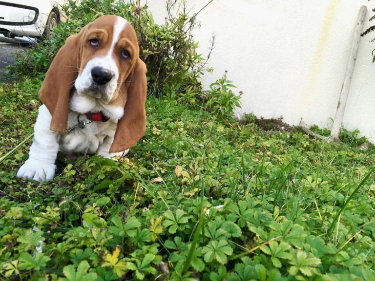Romeo-Male9