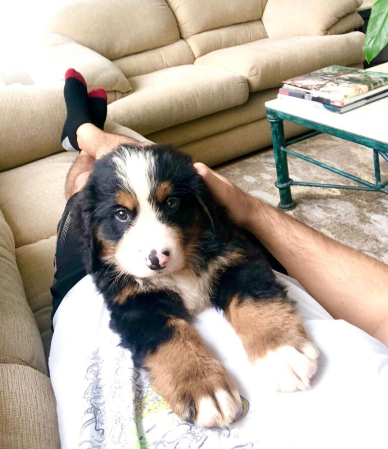 Rocky (1)