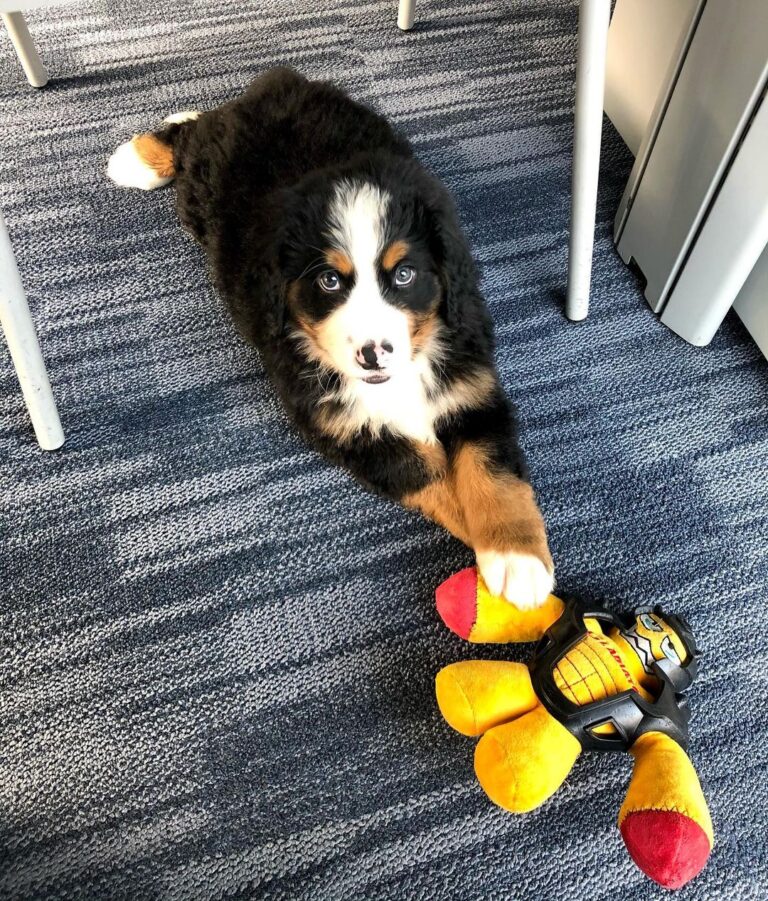 Rocky (4)